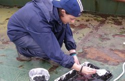  A investigadora da Universidade de Vigo Iria Durán analizando o nivel de contaminación da Ría