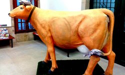O País das Vacas, exposición de Xurxo Lobato /CERTO
