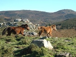 Cabalos salvaxes nos montes galegos/primeiroexpreso.blogspot.com  cabalos
