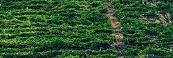 Viñedos na Ribeira Sacra/ Guido Álvarez