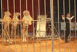 Tigres de Siberia nun espectáculo circense/ prensalibre.com