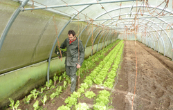 Lino Rivas, agricultor mozo, traballando no seu invernadoiro