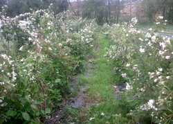 Framboesas e groselleiras en flor/ GC