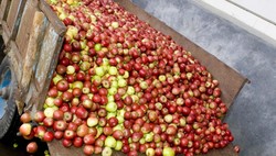 Recollida de mazá nunha explotación galega