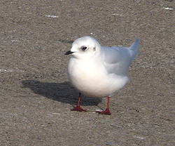 Gaivota de Ross/ wikipedia