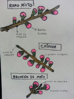Esquema para a poda das árbores de carabuña/ Francisco Castro Cabaleiro