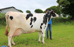 A vaca con maior produción leiteira de España/ GC