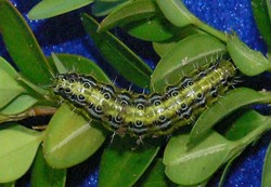 Larva que afecta a pranta do buxo / Deputación de Pontevedra