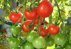 Tomates/ GC