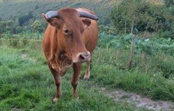 Redonda, vaca de raza Rubia Galega/ GC