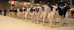 Vacas de leite gañadoras do concurso Gandagro 2015/AfricorLugo