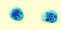 Moléculas atopadas pola USC e IBM /Foto: IBM Research