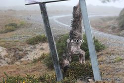 Lobato pendurado dun sinal / ACOPO