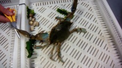 Exemplar de cangrexo azul atopado na ría de Vigo / Ecología Azul.