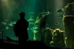 Un congro móvese a ritmo de jazz no Aquarium Finisterrae da Coruña / Óscar Bouzas.