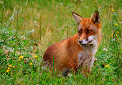 Un exemplar de raposo vermello / I, Malene.