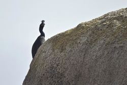  Corvo mariño cristado, unha especie ameazada / ADEGA