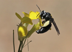 Andrena agilissima, un tipo de abella silvestre / Uvigo