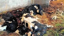 Vacas mortas atopadas nunha explotación de Chantada / change.org