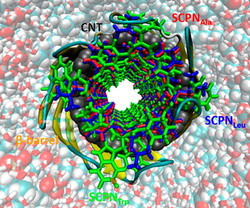 Investigadores do CiQUS e Oxford analizan o comportamiento da membrana celular ante a presenza de nanotubos / USC.
