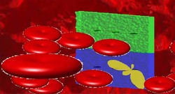 Imaxe a grande escala de glóbulos vermellos, conseguida por investigadores de Vigo e Boston / DUVI.