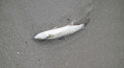 Peixe morto no río Bolaños por unha vertedura / Concello de Arteixo.