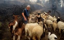 Unha pastora escapa do lume co seu rabaño en Pazos de Borbén, en plena onda de incendios en Galicia a mediados de outubro de 2017 / © Miguel Núñez.