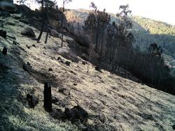 Palla esparexida polos veciños en Guláns (Ponteareas) para fixar a terra e que non se perda solo trala vaga de lumes / Camilo Fdez. G. Bouzó.