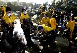 Unha marea de voluntarios limpa as rochas contaminadas polo chapapote do 