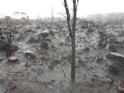 Riadas en monte queimado na Serra da Cabeza de Meda. / Amigas das Arbores