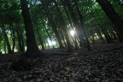 Bosque / EP