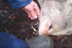 Loba abatida nunha cacería en Cotobade / ADEGA