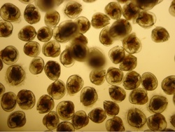 Larvas de ostra plana / USC.