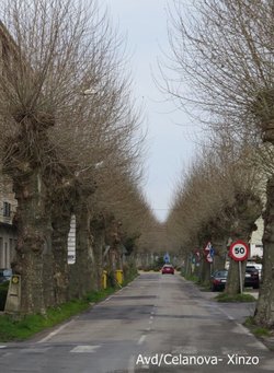 árbores centenarias da Avenida de Celanova, en Xinzo, que Xunta e Concello queren cortar / @maltratopaisaxe