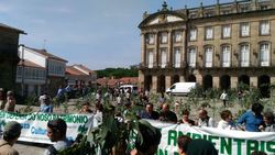 Plantación simbólica de eucaliptos no Obradoiro para protestar contra a invasión desta especie en Galicia / Galicia Confidencial.