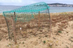 Destrución na praia de Coroso, en Ribeira, de cinco niños de píllara das dunas, especie en perigo de extinción / María Vidal.