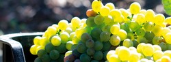 Uvas de godello / Martín Codax