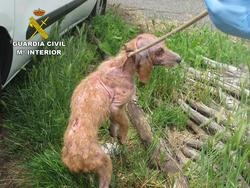 Un can maltratado / GC