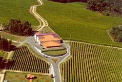 Viñedos da adega Terras Gauda 