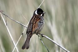 A escribenta das canaveiras (Emberiza schoeniclus) / Salvemos Cabana.