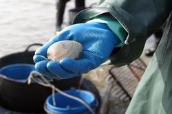 Marisqueo / Europa Press