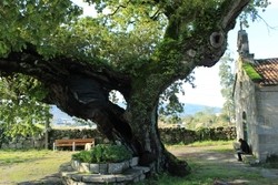 O carballo de Santa Margarida, en Mourente (Pontevedra) / Monumental Trees