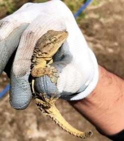  Exemplar de osga común (Tarentola mauritanica) introducido accidentalmente en Ons tras a súa captura /  Eva Costa.