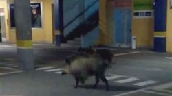 Xabarís no centro de Narón / EU.