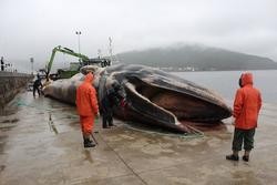 Labores de despece da balea no porto de Muros en 2013 / CEMMA