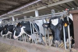 Vacas nunha explotación agraria.