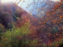 Bosque, árbores, outono, paisaxe, natureza / Arquivo