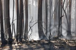O incendio forestal de Mondariz (Pontevedra). Marta Vázquez/Europa Press / Europa Press