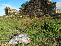 Un galo degolado, nas ruínas da ermida de San Tirso / AXM.