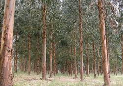 Plantación de eucaliptos / AXM